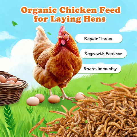 Amzey mealworms for chickens; tasty protein supplement for daily feed.