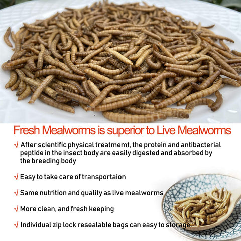 Amzey Mealworms preserved by ozone for lasting freshness.
