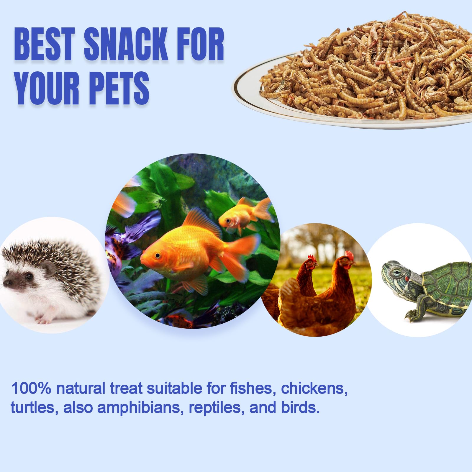Wild birds enjoy Amzey mealworms for reliable protein during migration.
