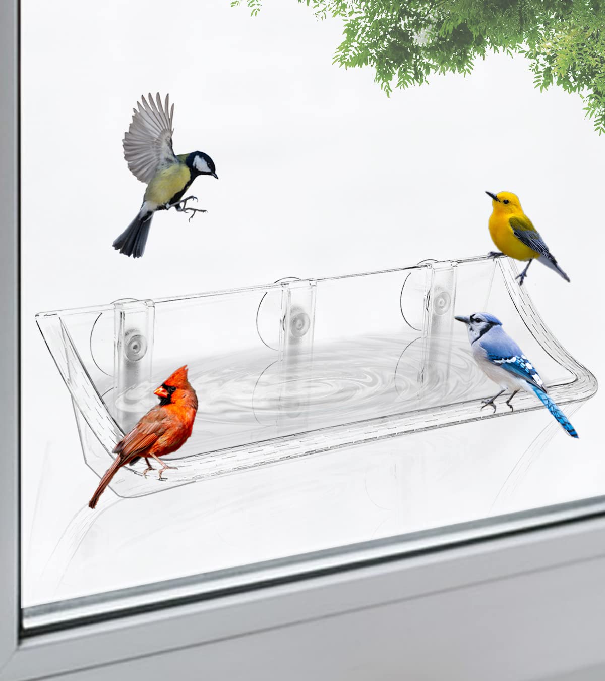 AnBaiMei clear window bird feeder bath with suction cups for indoor bird watching