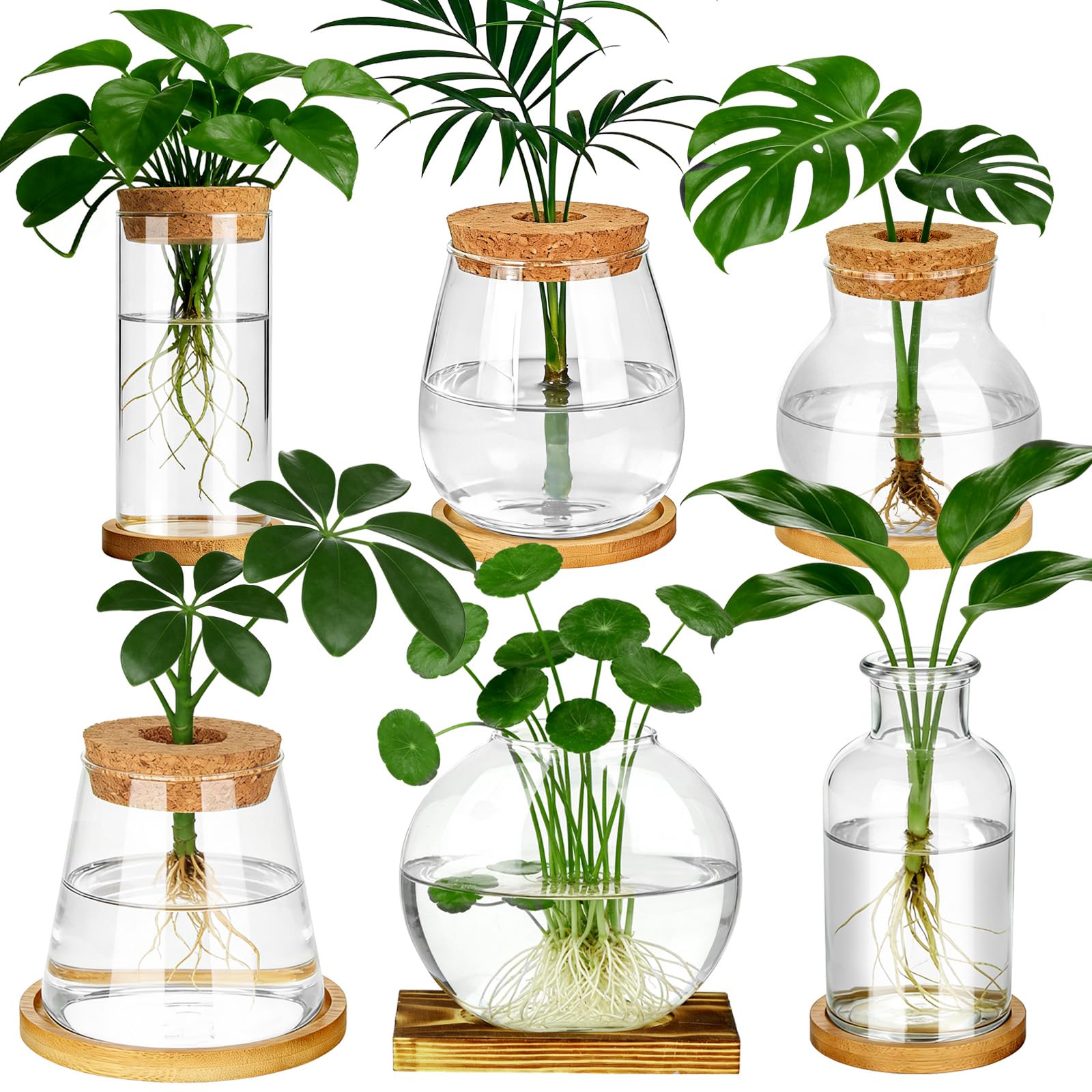 Anboliwb propagation station glass jar with wooden lid on bamboo stand for desk hydroponics
