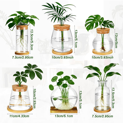 Anboliwb hydroponic station ideal for pothos monstera herbs on a desk