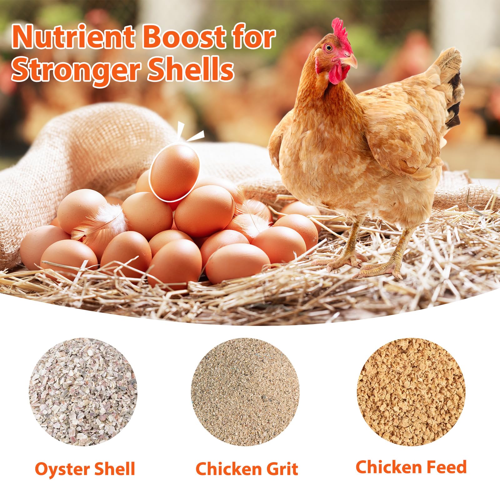 ANGAR oyster shell feeder compatible with grit and corn