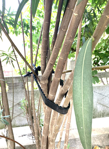 ANGIEHAIE PP plastic tree ties are heat and UV resistant for long-lasting use.