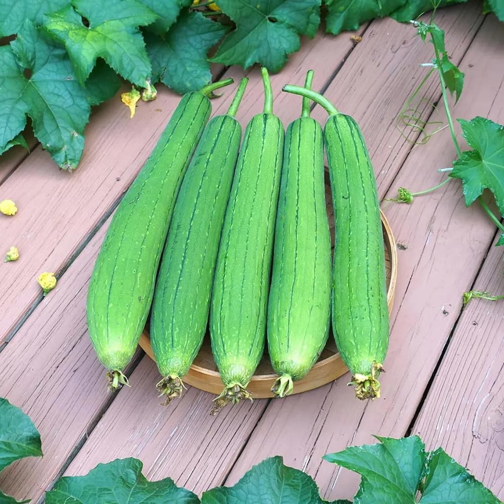 Angled luffa seeds in a home garden boosting fresh produce.