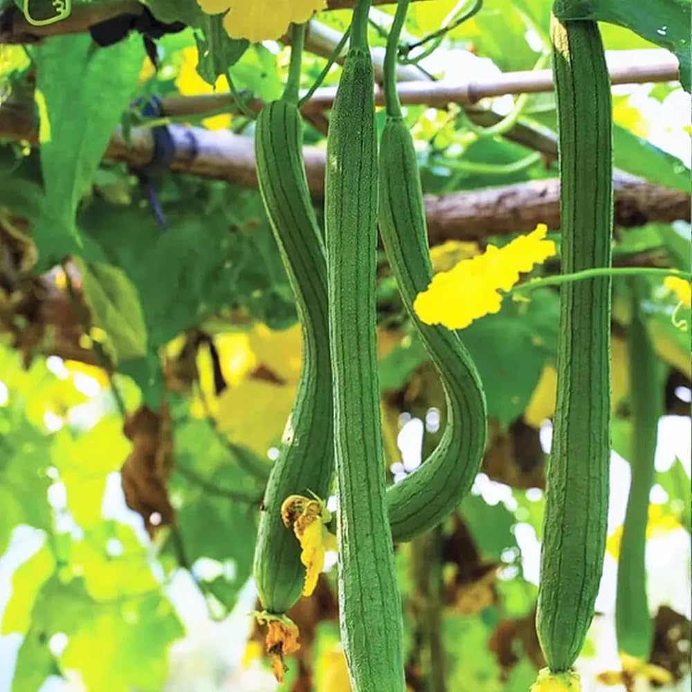 Angled luffa seeds with green vines in sunny garden.