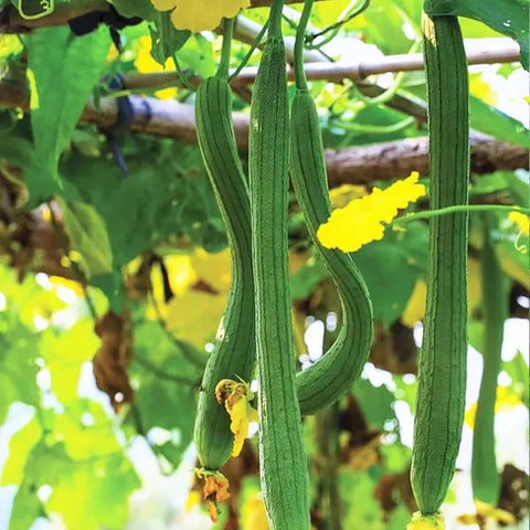 Angled luffa seeds with green vines in sunny garden.