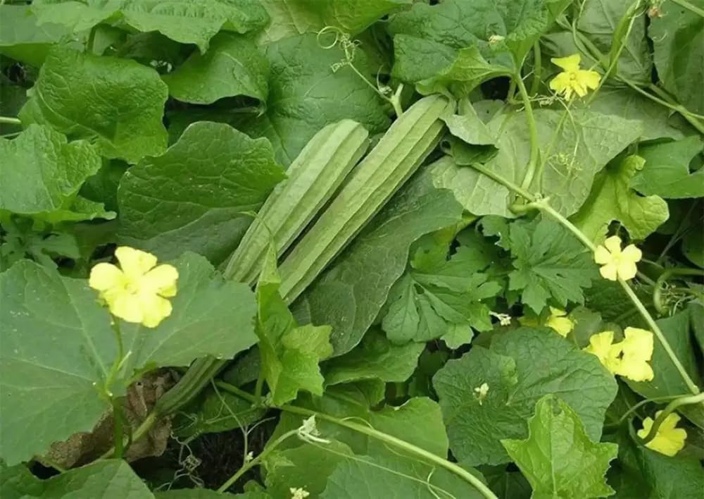 Angled luffa seeds at early harvest stage for tender fruits.