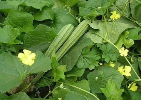 Angled luffa seeds at early harvest stage for tender fruits.