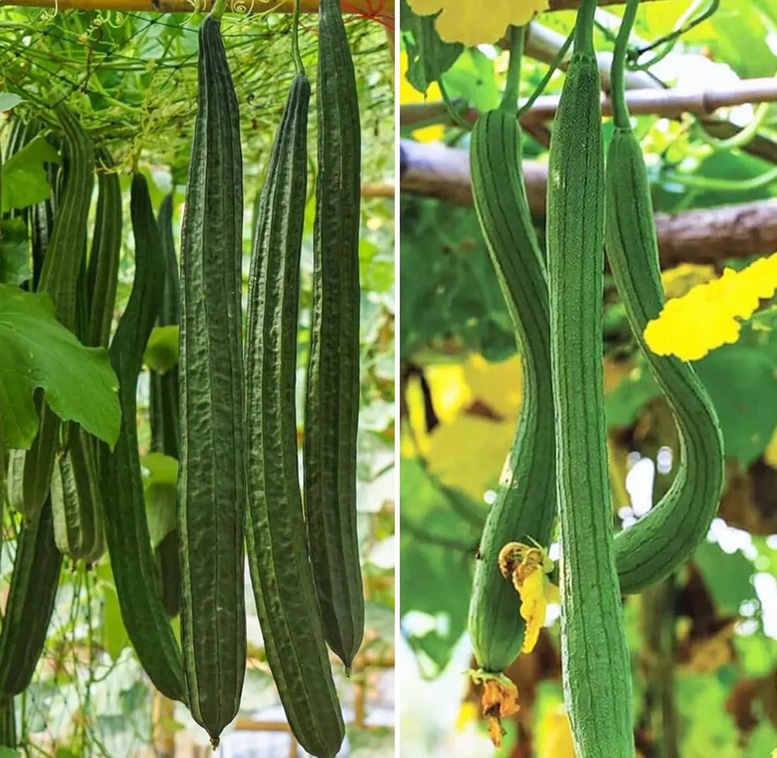 Angled luffa seeds producing long fruit ready for harvest.