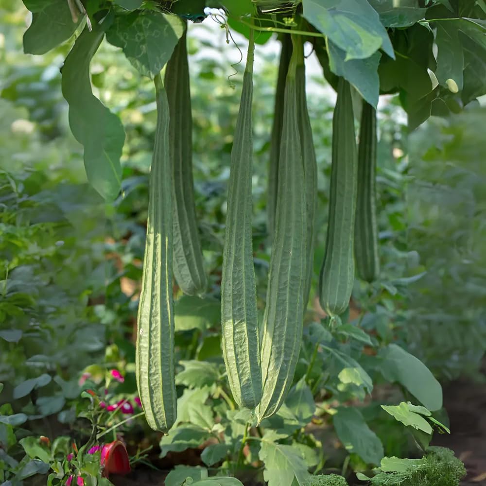 Angled luffa seeds ridged fruit from tropical cucumber-family plant.