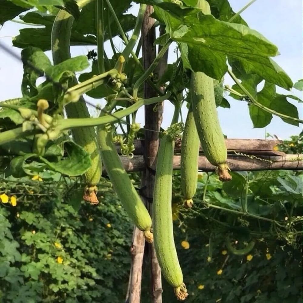 Angled luffa seeds on a trellis showing strong growth.