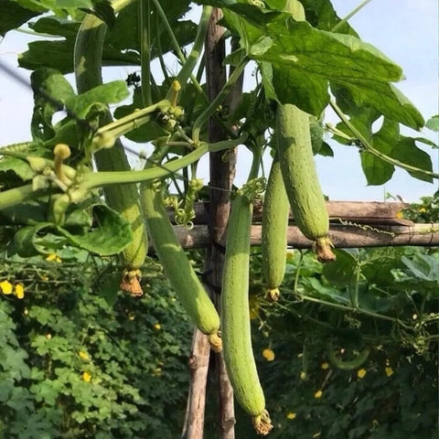 Angled luffa seeds on a trellis showing strong growth.