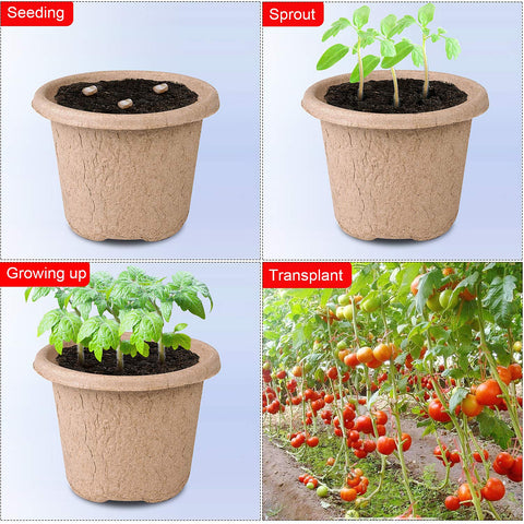 ANGTUO seed starter tray supports versatile planting of flowers, herbs, and vegetables.