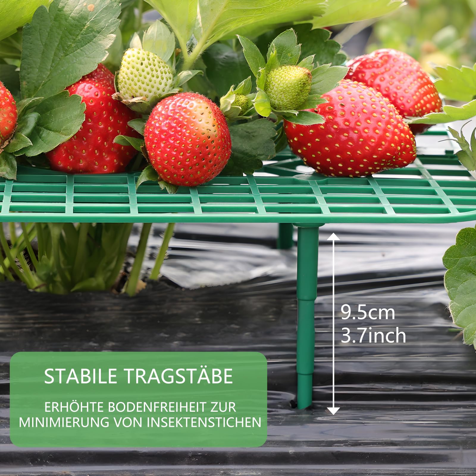 ANGTUO square stand grid trays elevating airflow for healthier berries.