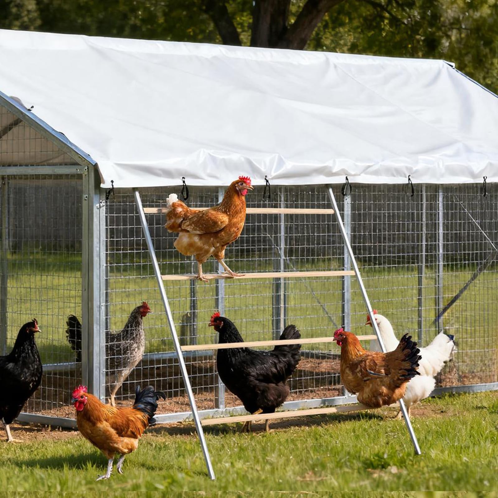 ANNDING interactive chicken ladder perch encourages climbing and natural roosting behaviors