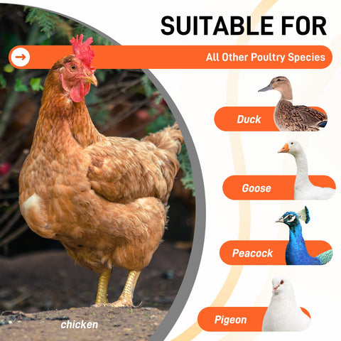 ANNDING chicken roosting bars swing installed in coop with chickens