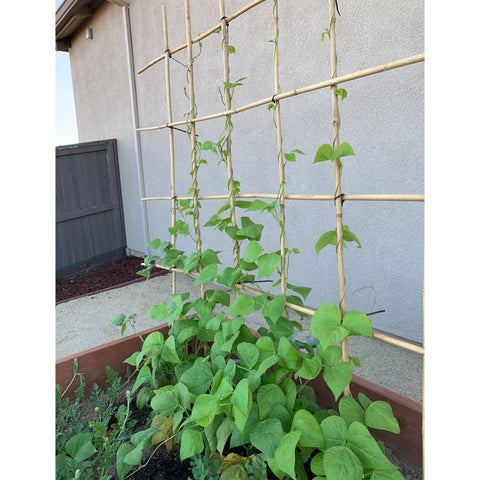 Anothera bean stake helps climbing beans stay upright.