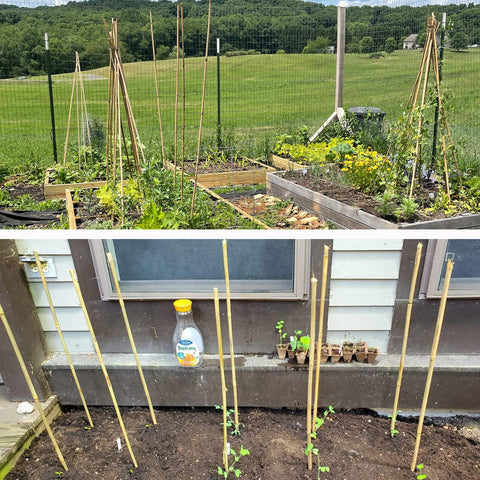 Anothera durable bamboo stakes offer reusable garden support season after season.