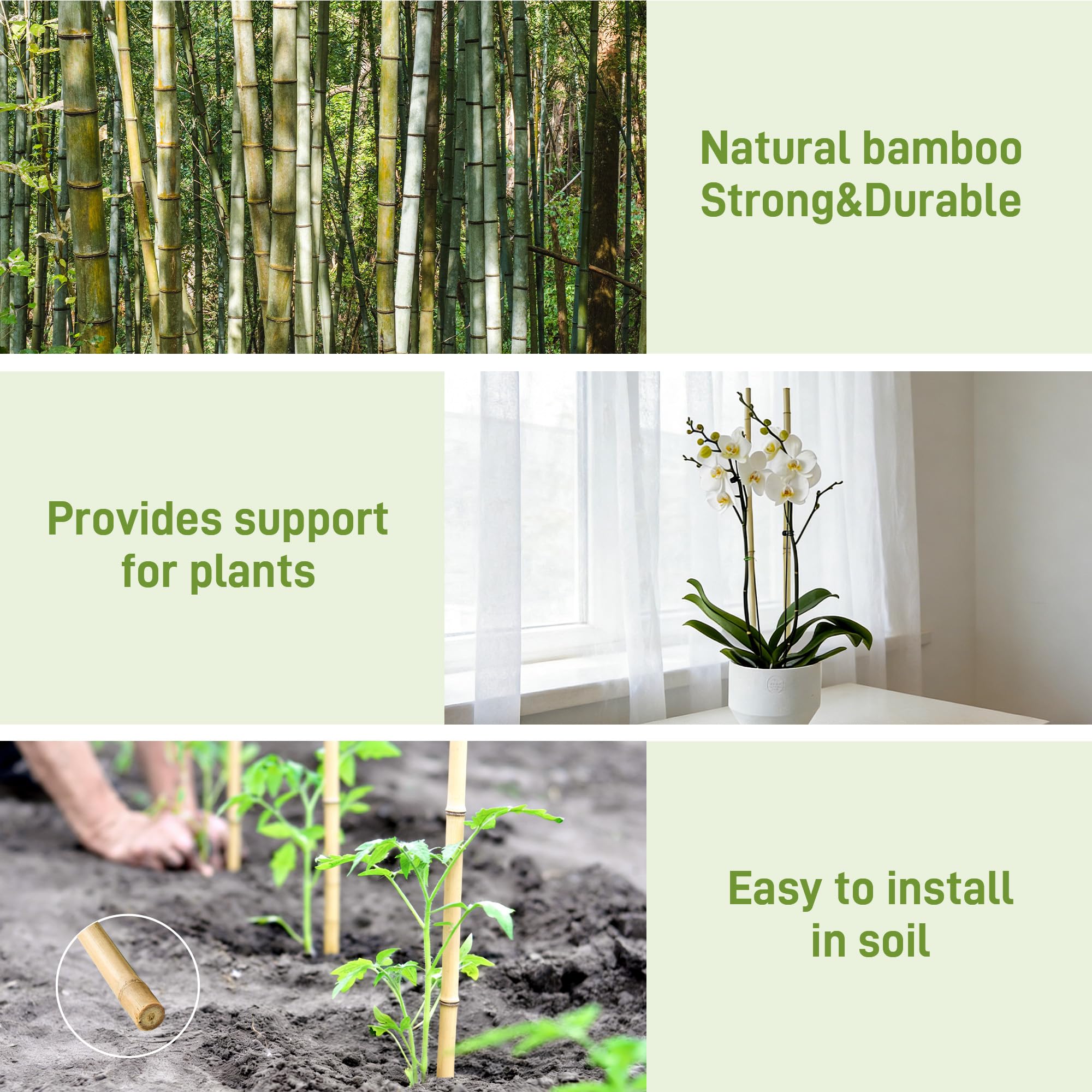 Anothera indoor plant setup uses bamboo stakes for neat growth guidance.