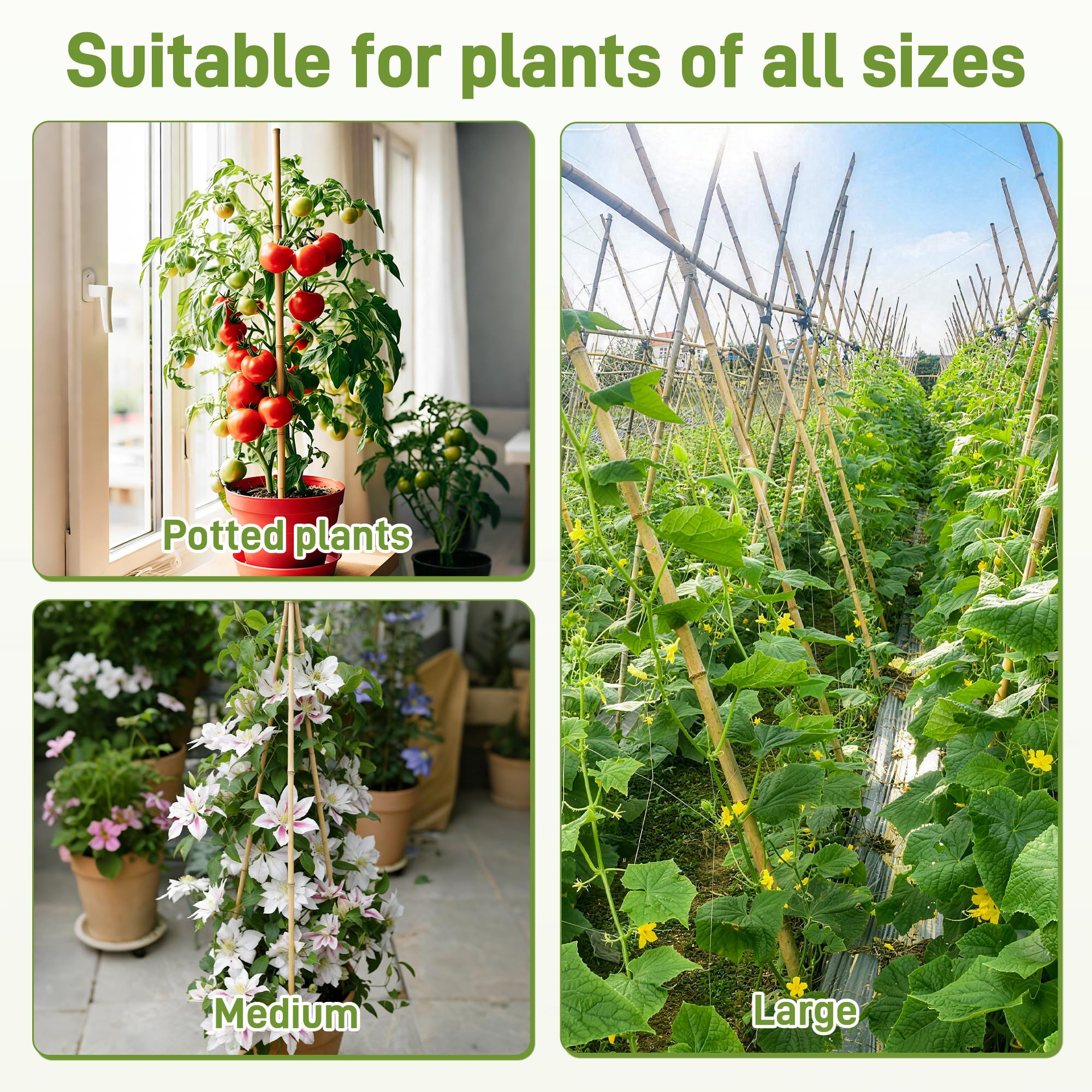 Anothera tomato stake supports healthier fruit growth in pots.