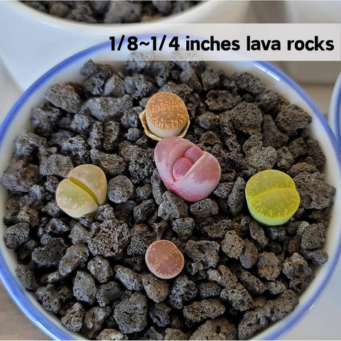 Anothera black lava rock used as aquarium decor enhances natural look