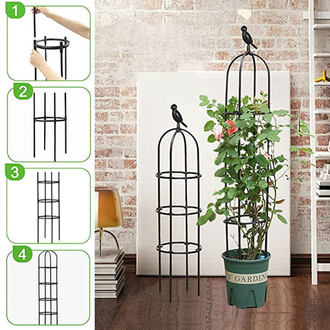 Anothera suitable for indoors or outdoors with potted plants.