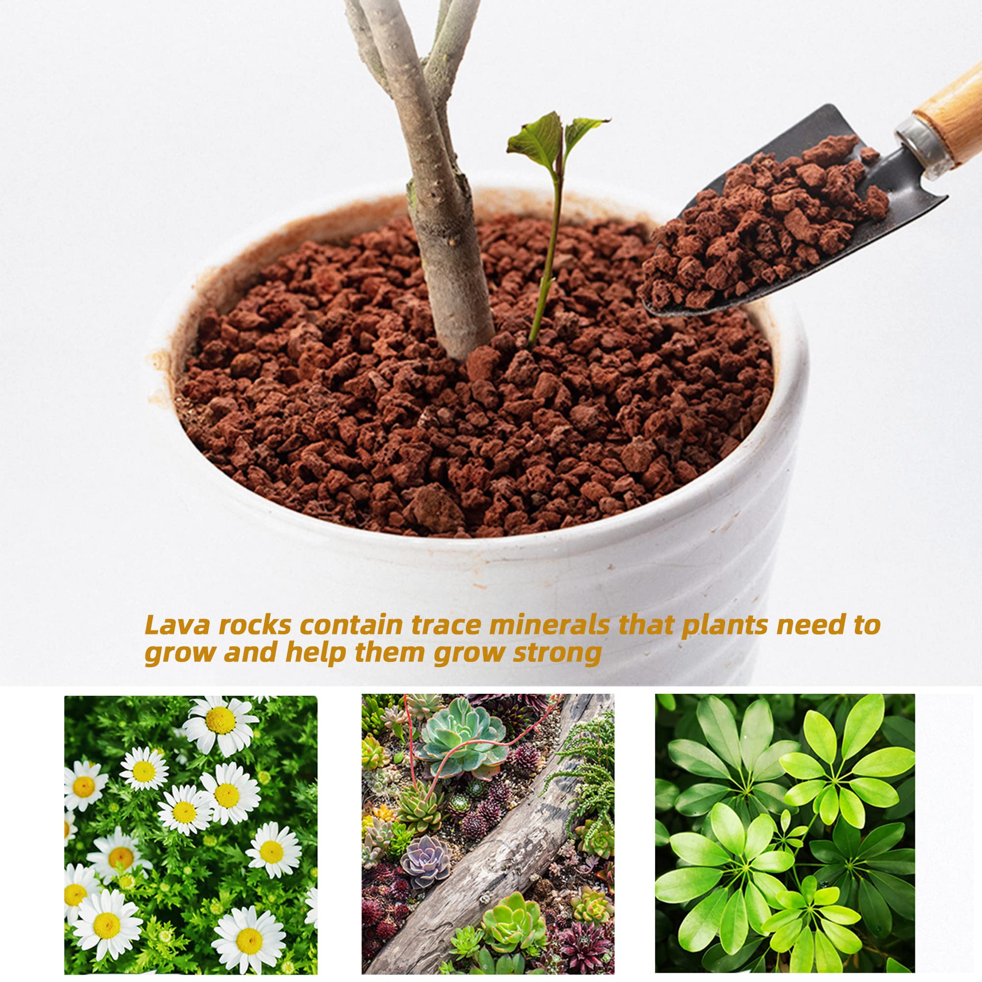 Anothera lava rock drainage benefits aid healthy container gardening.