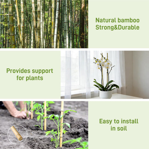 Anothera natural bamboo stake close-up highlights smooth surface and strength for plants.