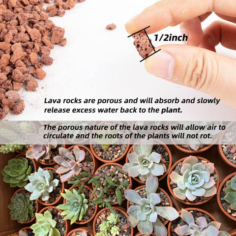Anothera red lava rock half-inch size suited for potting mixes.