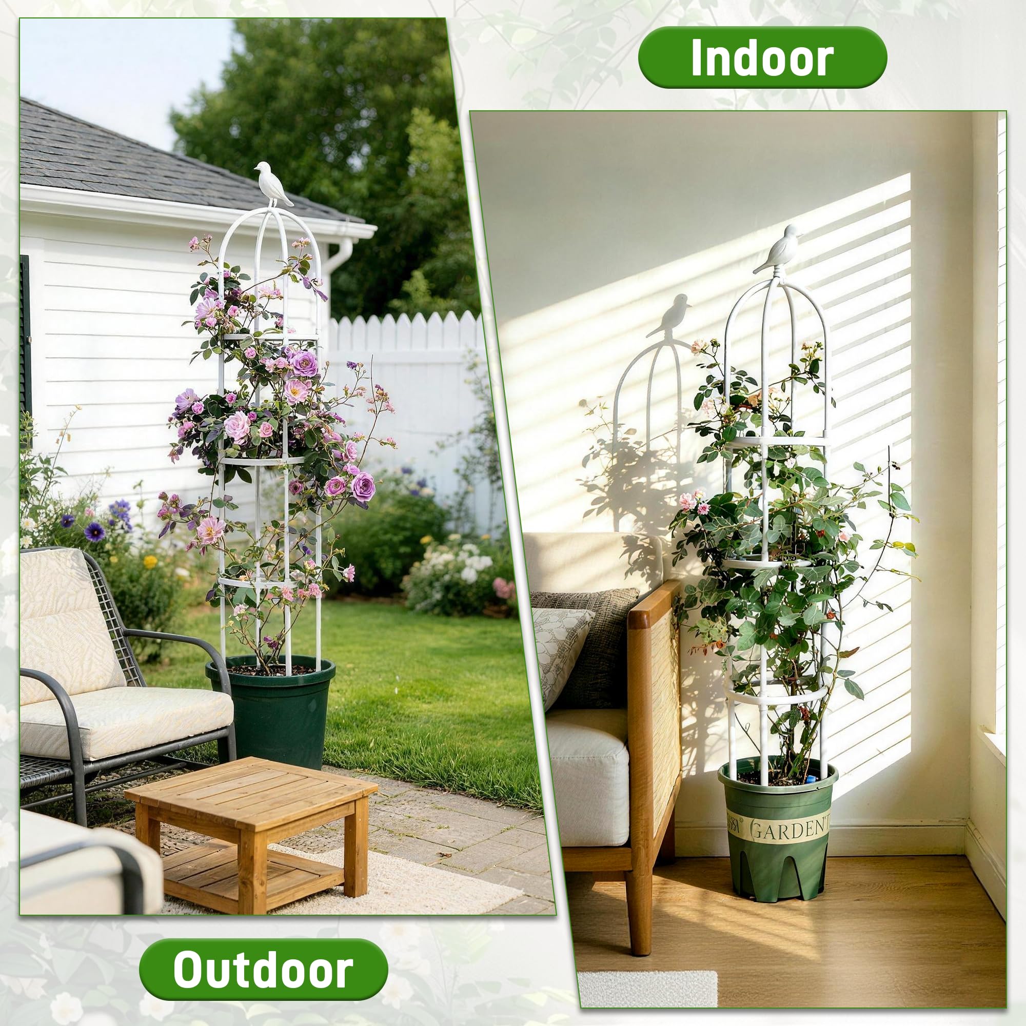 Anothera versatile-support for clematis, roses, jasmine, and climbers.