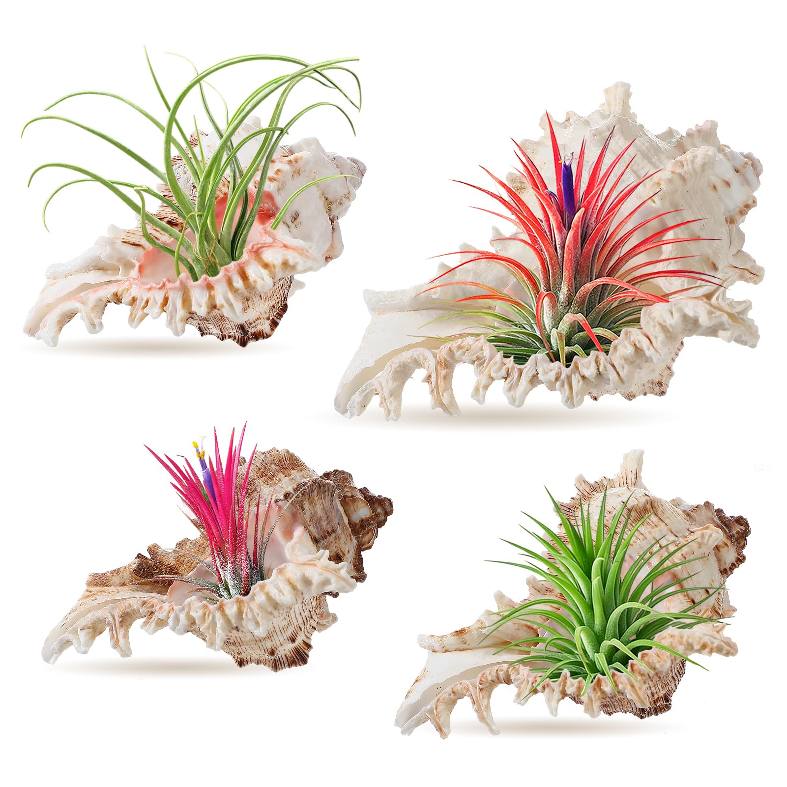anphsin conch sea shell air plant holder 4-pack enhances stylish desk display.
