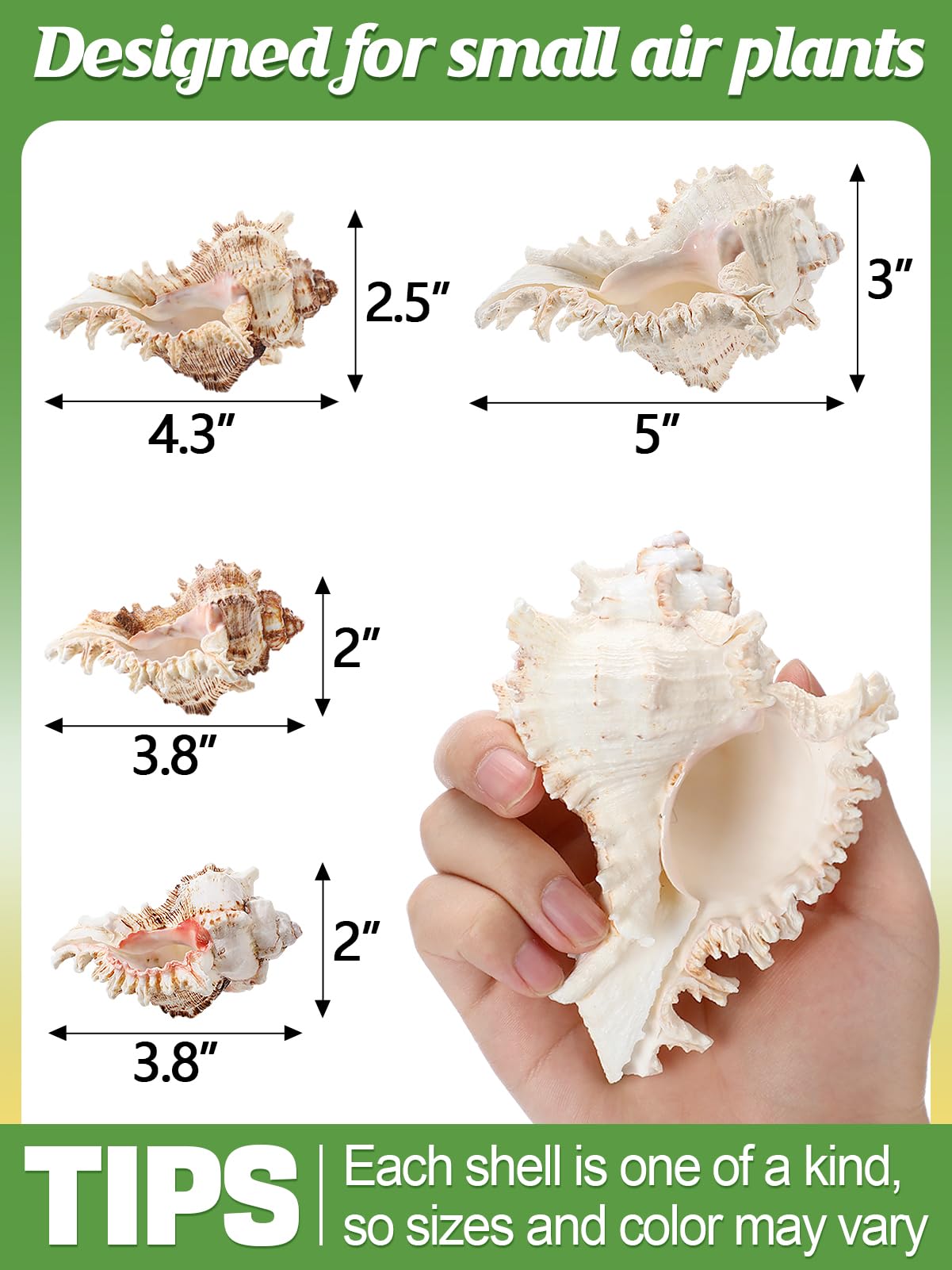 anphsin four-styles sea urchin shell pot variety enables creative arrangements.
