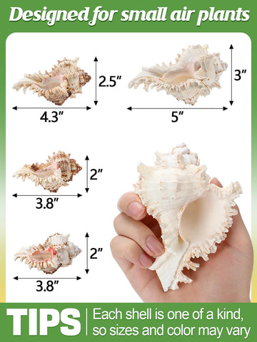 anphsin four-styles sea urchin shell pot variety enables creative arrangements.