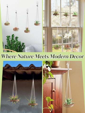 ANPHSIN housewarming gift idea—elegant, low-maintenance air plant display.