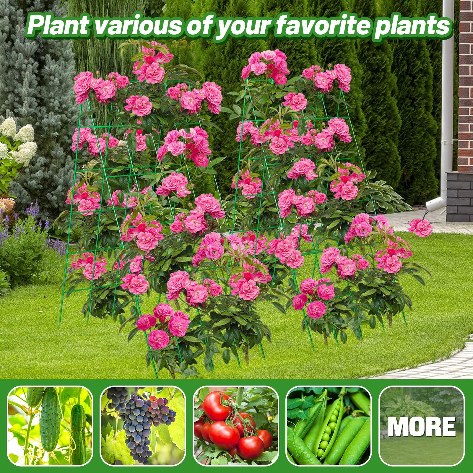 ANPHSIN multi-plant support suits cucumbers, beans, tomatoes, and grapes.