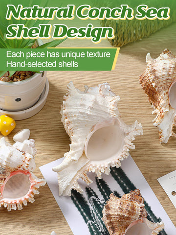 anphsin natural conch shell pot highlights vivid texture for home décor.