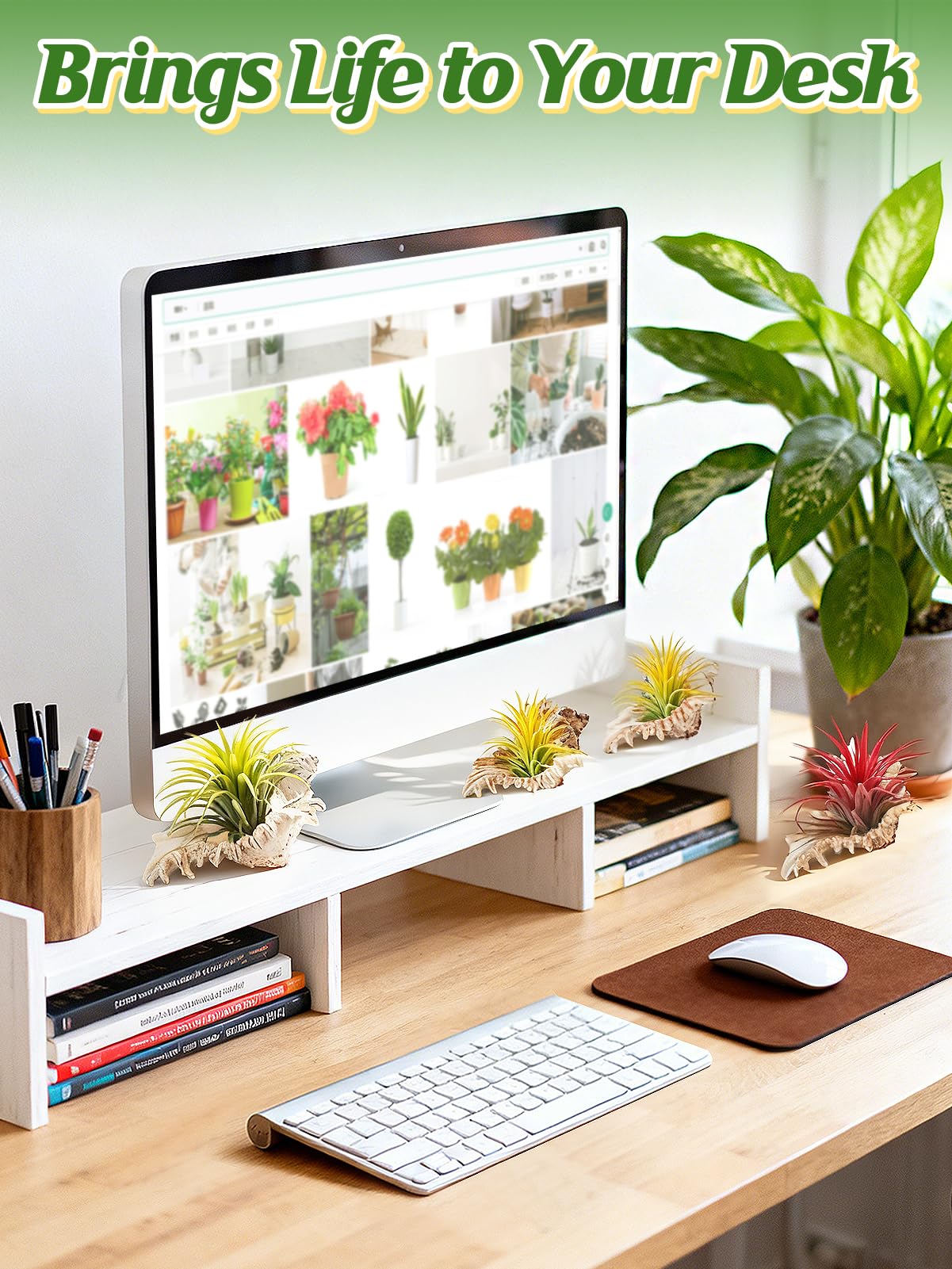 anphsin office display of conch pots brings natural charm.