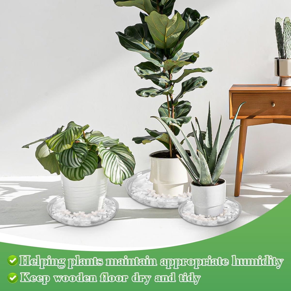 ANPHSIN 8-inch clear saucer with feet supports healthy moisture balance.