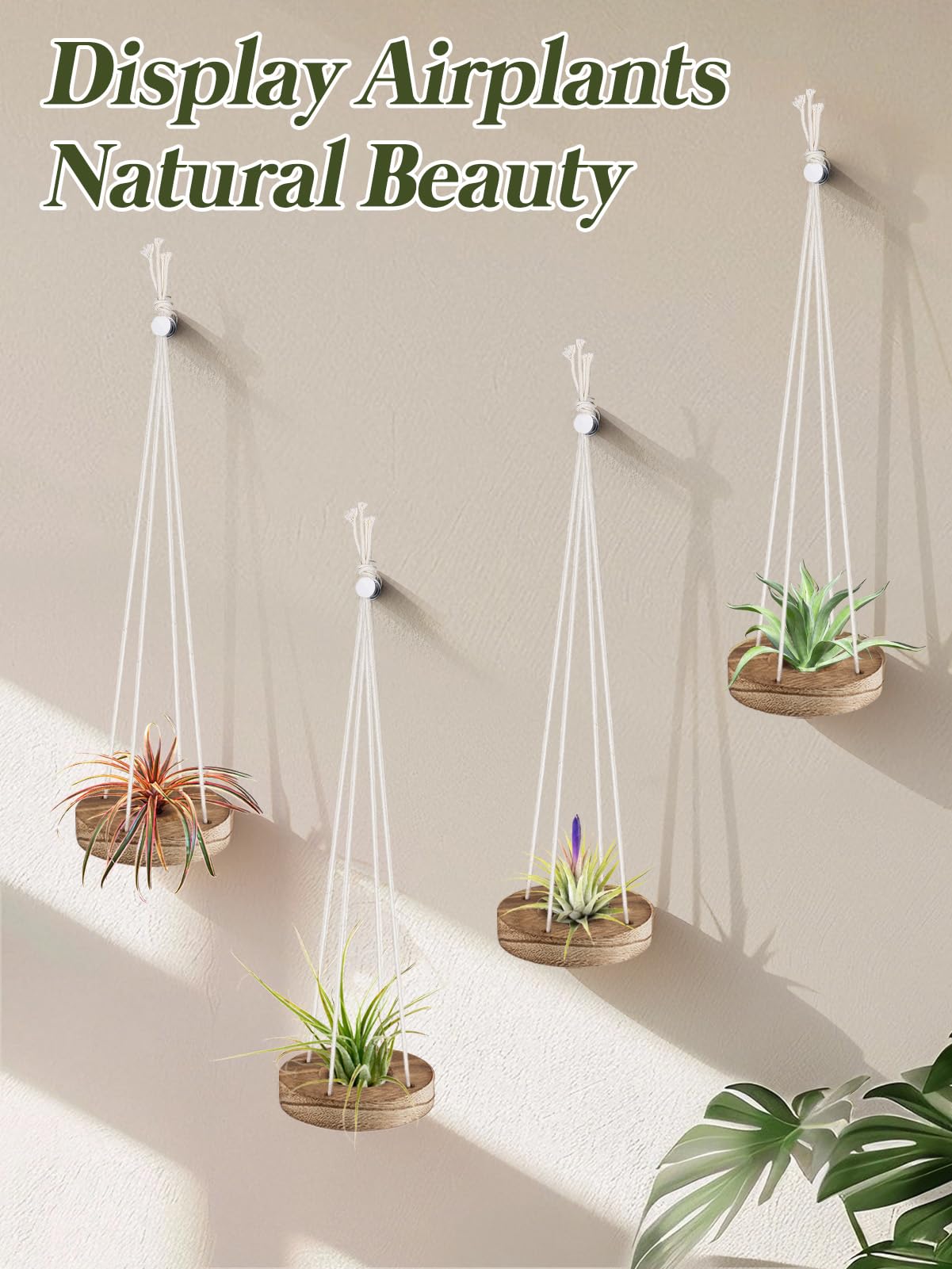 ANPHSIN round 3-inch air plant hanger compact display for small plants.