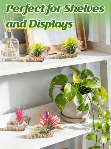 anphsin sea shell pots on window sill brighten home workspace.