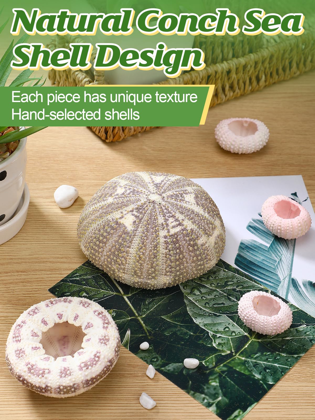 ANPHSIN beige sea urchin shell air plant holder suitable for shelf display.
