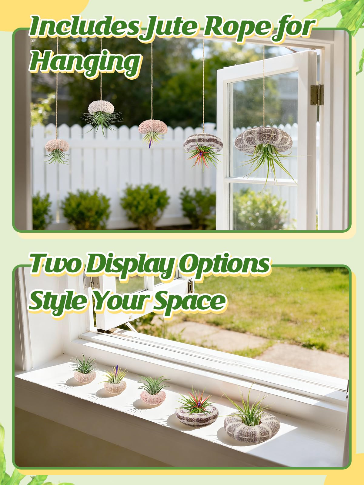 ANPHSIN green sea urchin shell air plant holder adds nature touch.