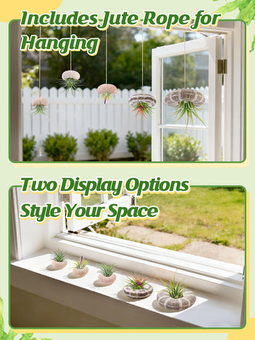 ANPHSIN green sea urchin shell air plant holder adds nature touch.