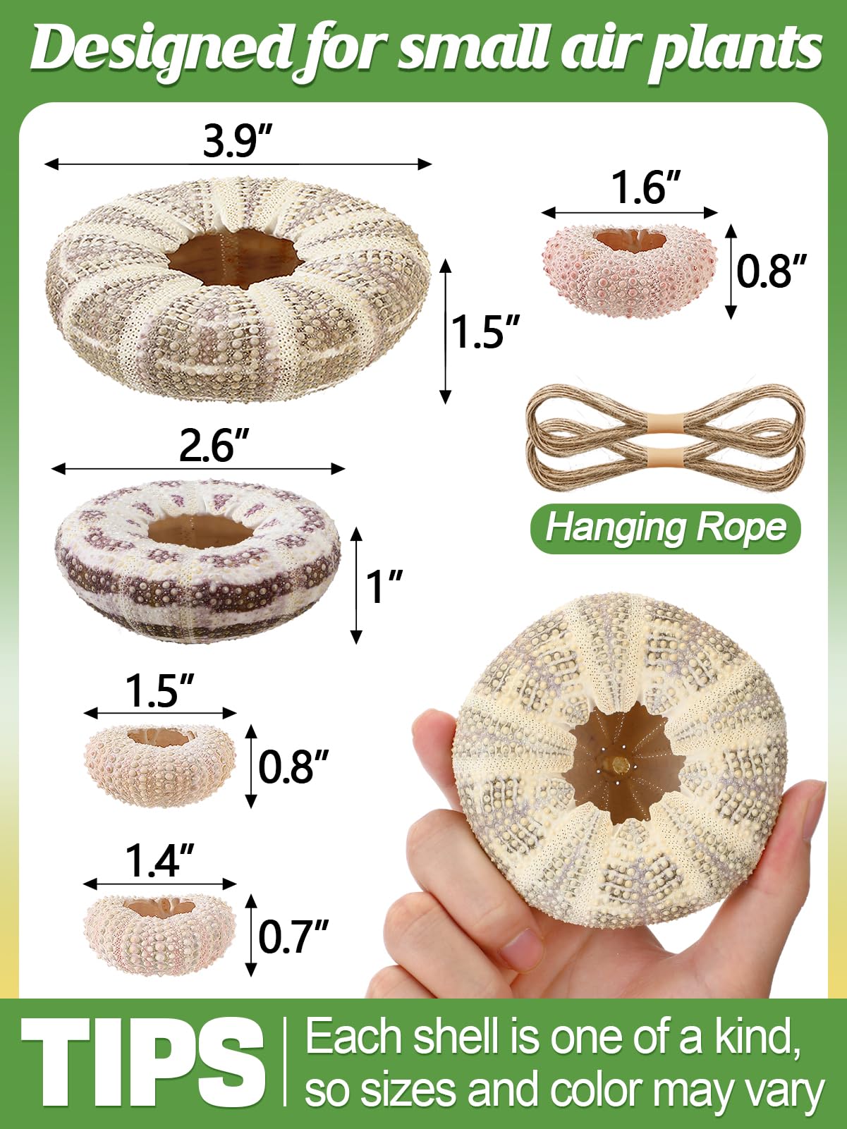 ANPHSIN grey sea urchin shell air plant holder for modern desks.