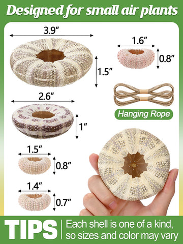 ANPHSIN grey sea urchin shell air plant holder for modern desks.