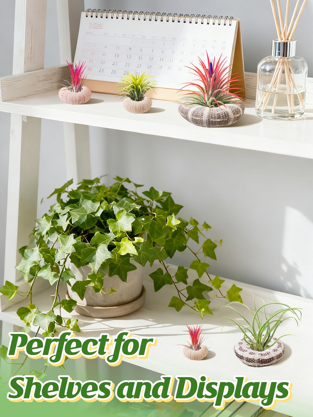 ANPHSIN multi-color sea urchin shells shown together for eclectic decor.