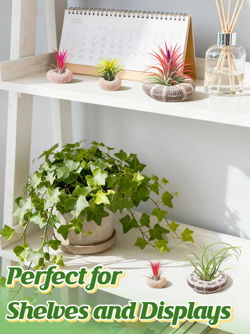 ANPHSIN multi-color sea urchin shells shown together for eclectic decor.