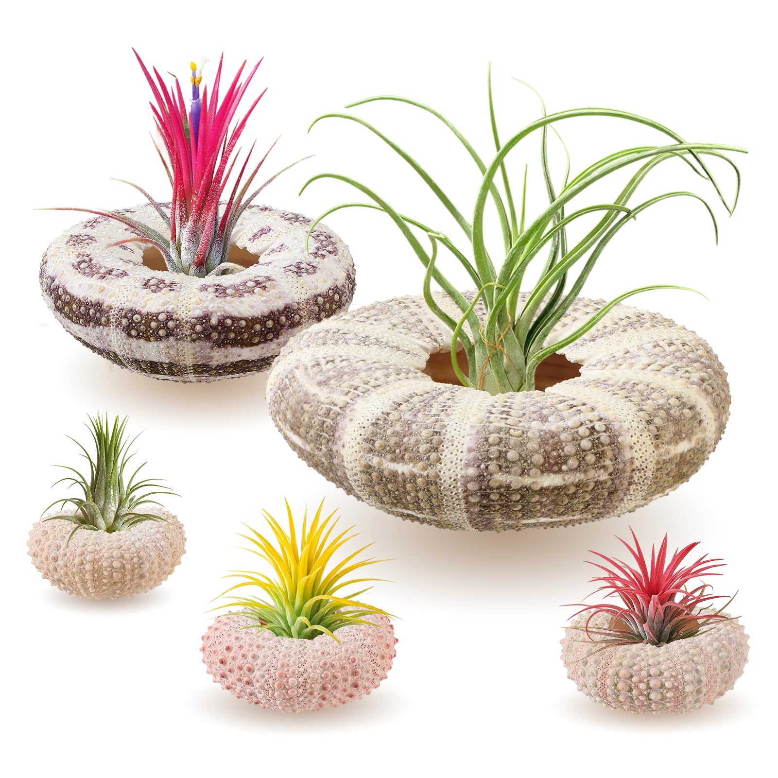 ANPHSIN pink sea urchin shell air plant holder on desk adds playful decor.