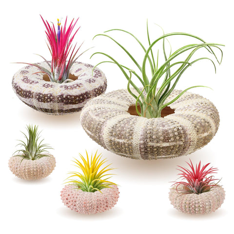 ANPHSIN pink sea urchin shell air plant holder on desk adds playful decor.